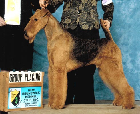 Spring valley best sale farm airedales